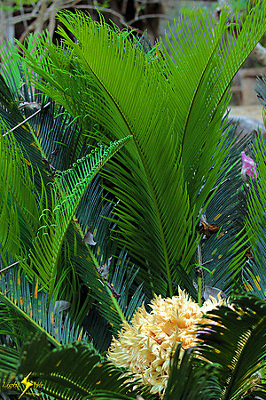 adj_0710_Palm with cauliflower center_fb