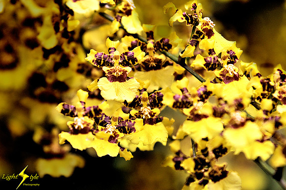 adj_0649_Cluster tiny yellow orchids_fb