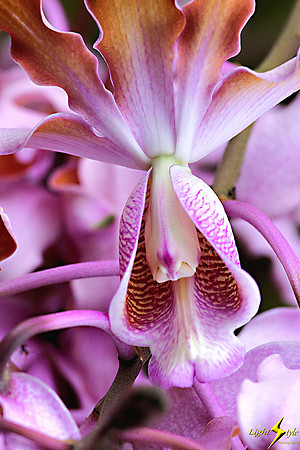 adj_0610_Lavender orchid throat_zoomed_fb