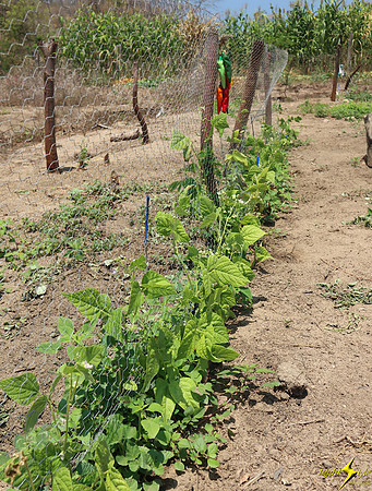 Mayto Community Garden