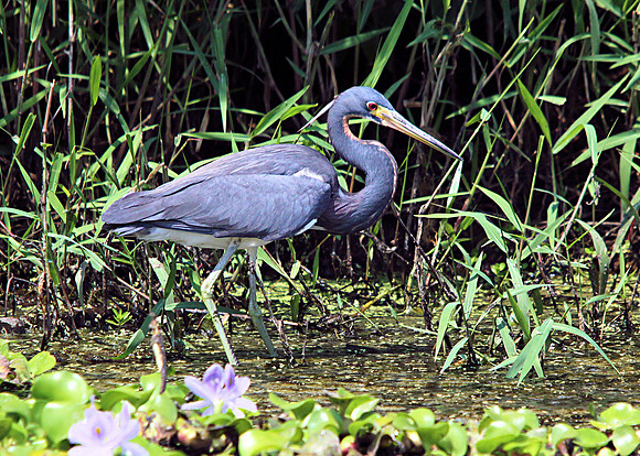 Tricolored Heron