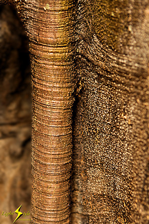 adj_9726_Textures on tree_fb