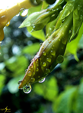 adj_P8150048_Raindrops on green bud_tm_1200x900