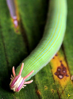 Greenhorned Caterpillar