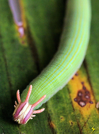 Greenhorned Caterpillar