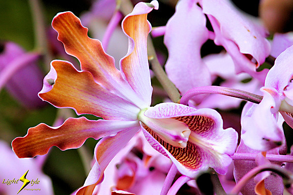 adj_0612_Lavender orchid throat_fb