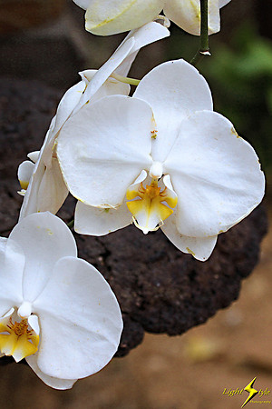 adj_0578_White orchid_fb
