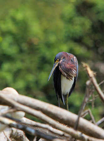 Tricolored Heron