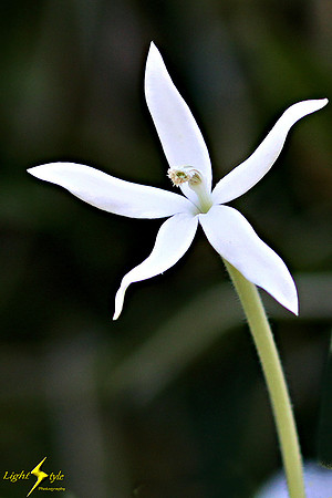 adj_0794_White orchid flower zoomed_fb