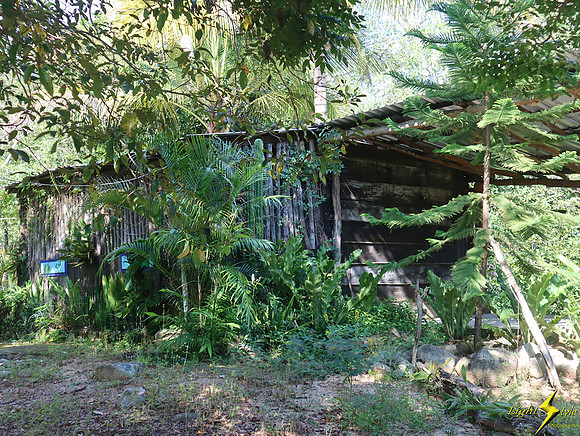 Jungle hut