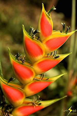 adj_9744_Heliconia_fb