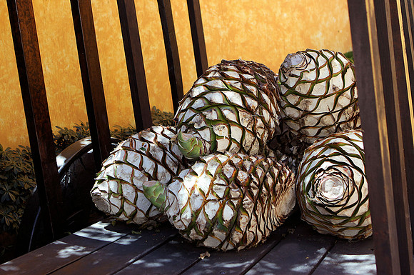 Corazones of Agave