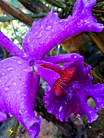 adj_Purple orchid w water droplets_133926