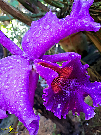 adj_Purple orchid w water droplets_133926
