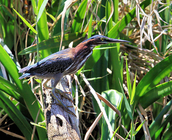 Green Heron