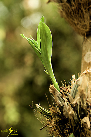 adj_9802_Orchid sprout from side of tree_fb