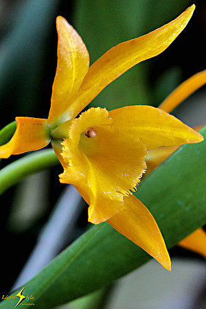 adj_0633_Yellow orchid_zoomed_fb