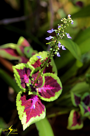 adj_0810_Flowering coleus_fb