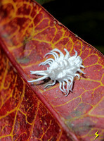 Mealybug Destroyer Beetle Larva