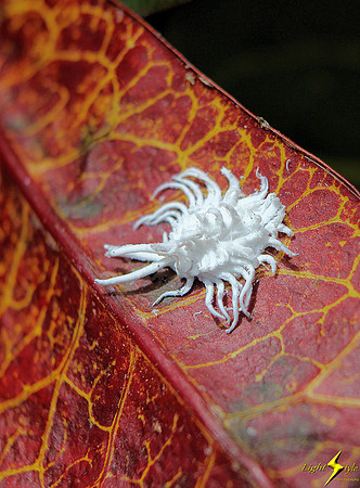 Mealybug Destroyer Beetle Larva