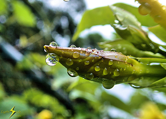 adj_P8150045_Raindrops on green bud_tm_1200x900
