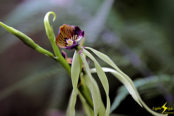 adj_0599_Tiny yellow-purple orchid_fb