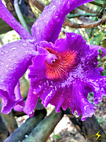 adj_Purple orchid w water droplets_133935