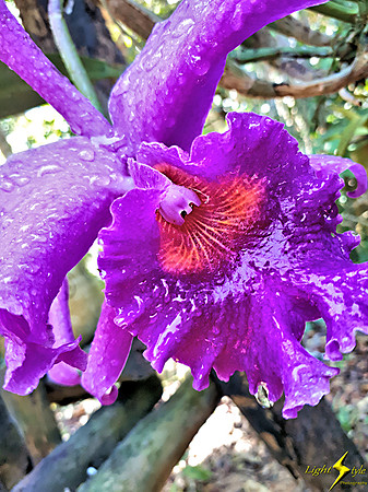 adj_Purple orchid w water droplets_133935
