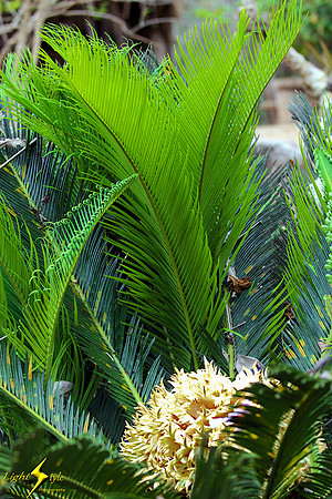 adj_0708_Palm with cauliflower center_fb