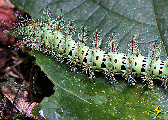 IO Moth Caterpillar (Automeris metzli)