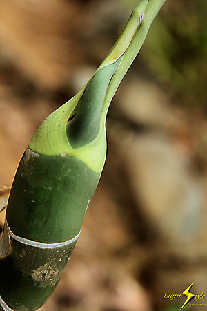 adj_9777_Fern leaf sprouting_fb