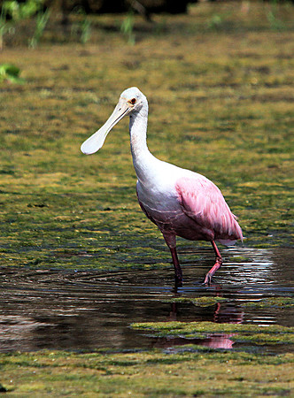 Roseate Spoonbill