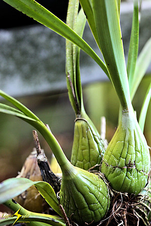 adj_0622_Green orchid bulbs_fb