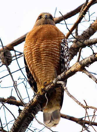 Hawk's Lookout