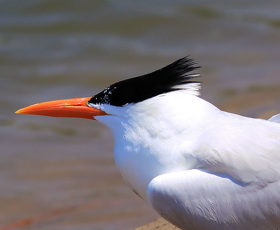 Elegant Tern