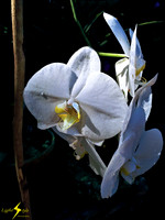 Orchids