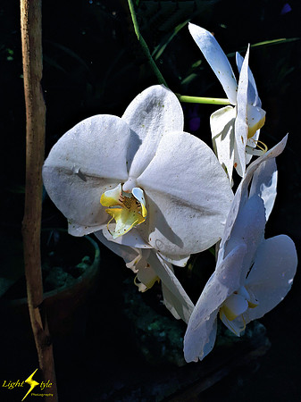 adj_White orchid_133856