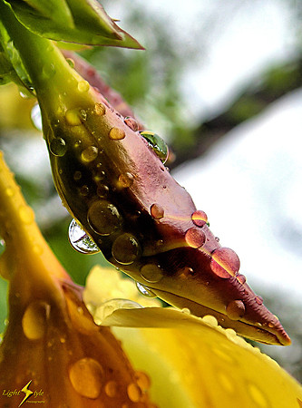 adj_P8150047_Raindrops on a red bud_tm_1200x900