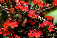 adj_0647_Cluster red orchids_fb