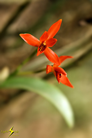 adj_9759_Tiny red cattleya_zoomed_fb
