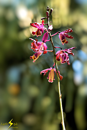 adj_9911_Stalk of purple orchids_fb