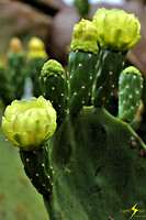 adj_0721_Cactus flowers_fb