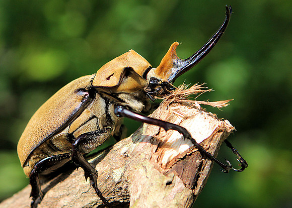 Elephant Beetle