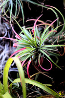 adj_0603_Colored air plant_fb