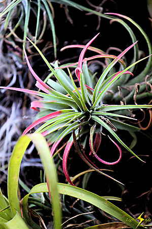 adj_0603_Colored air plant_fb