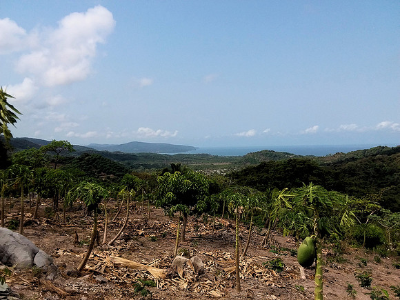 Mango orchard - 10acres