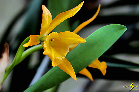 adj_0633_Yellow orchid_fb