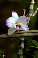 adj_0630_White-purple orchid_fb
