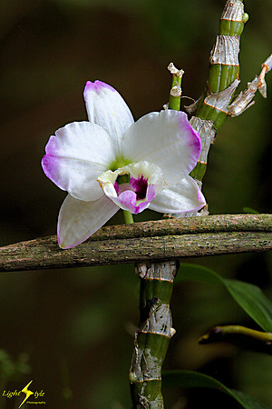 adj_0630_White-purple orchid_fb