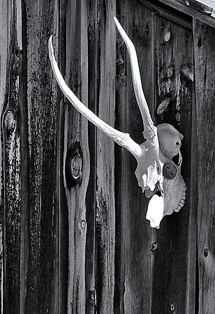 Sun-bleached Skull